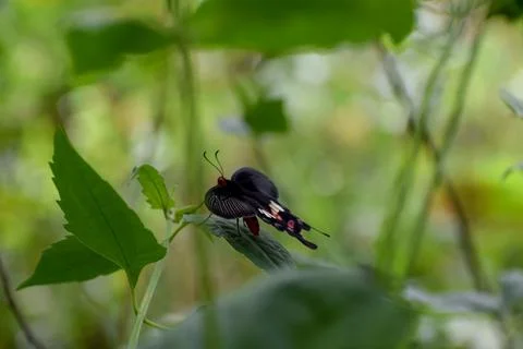Butterfly on leaf Stock Photos