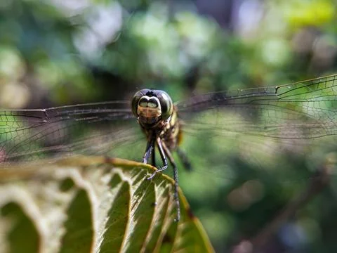 Butterfly on leaf Stock Photos