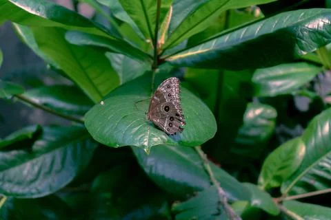 Butterfly on Leaf Foto stock