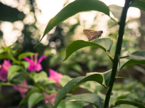 Butterfly in leaf Foto stock