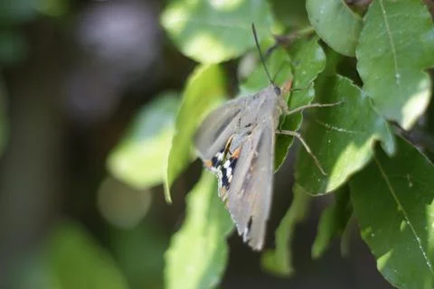 Butterfly on leaf Foto stock
