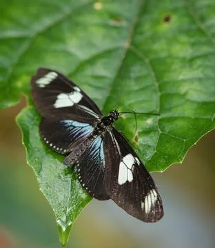 Butterfly on a leaf Foto stock