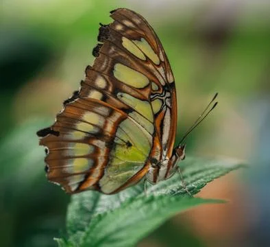Butterfly on a leaf Stock Photos