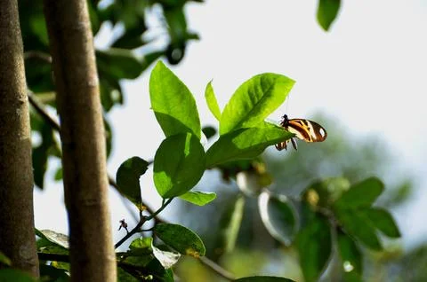 A Butterfly on a leaf Stock Photos