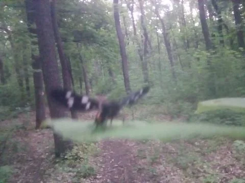 Butterfly on a leaf Stock Photos