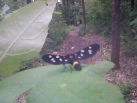 Butterfly on a leaf Stock Photos