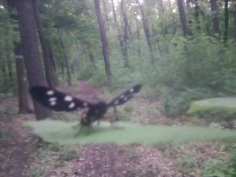 Butterfly on a leaf Foto stock