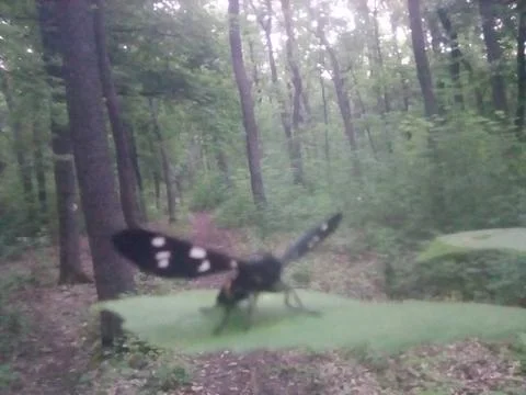 Butterfly on a leaf Stock Photos