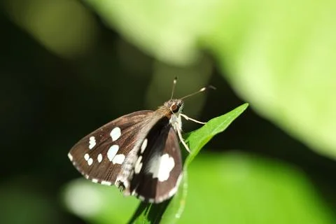 A butterfly on a leaf Stock Photos