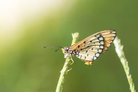 Butterfly on leaf Stock Photos