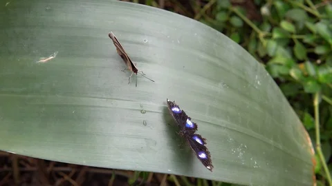 Butterfly On Leaf  Rain forest Video stock 89060378