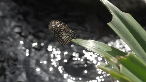 Butterfly on a leaf by the river Stock Footage 297110663
