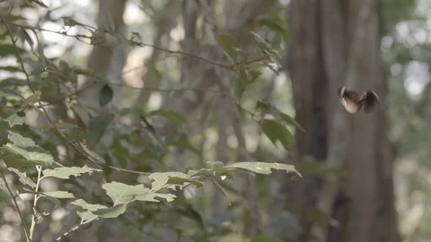 Butterfly on leaf  with second butterfly flying Vídeos de archivo 111955192