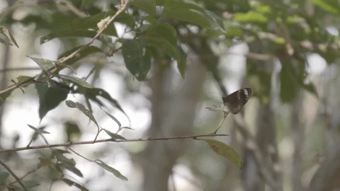 Butterfly on leaf  with second butterfly flying Vídeos de archivo 112231492