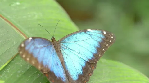 Butterfly on the leaf in slow motion 180fps Video stock 143684040