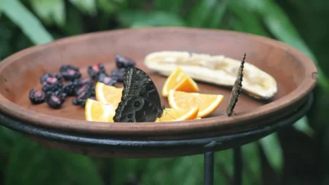 Butterfly on a leaf in a tropical rainforest in Costa Rica Stock Footage 250147213