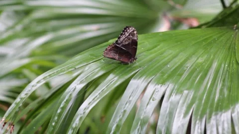 Butterfly on a leaf in a tropical rainforest in Costa Rica Stock Footage 250147217