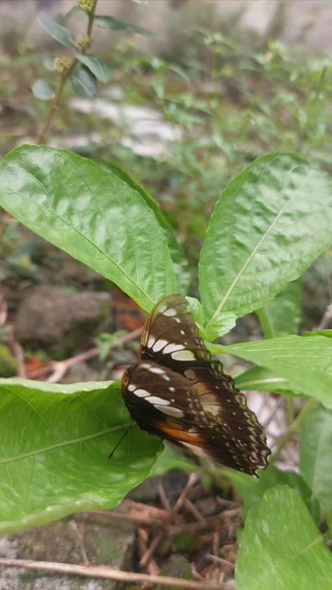 Butterfly on Leaf with Wind Sound Stock Footage 295284021