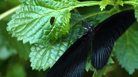 A butterfly on a leave Stock Footage 309204356