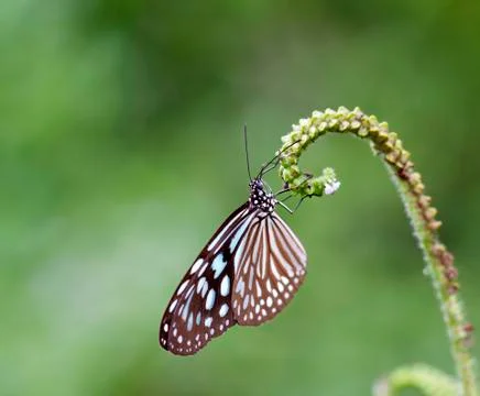 Butterfly on a leave Stock Photos