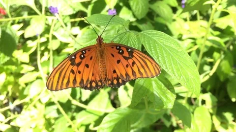 Butterfly on leaves Stock Footage 73871337