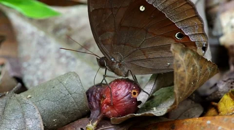 Butterfly is licking the fruit Stock Footage 49582155