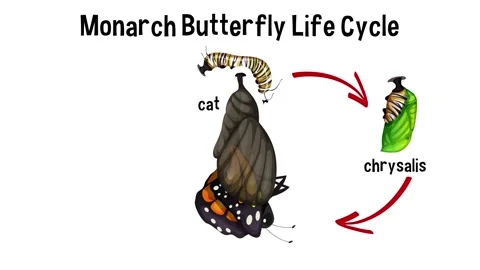 Butterfly Life Cycle Animation Stock Footage 148797516