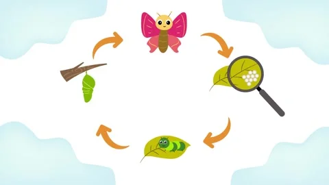 Butterfly Life Cycle Stock Footage 246250565