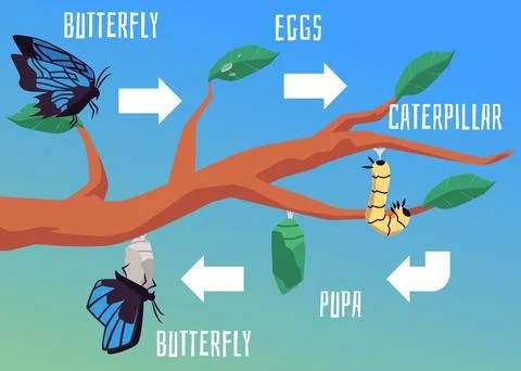 Butterfly life evolution and metamorphosis diagram, flat vector illustration. Stock Illustration