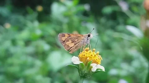 Butterfly life Stock Footage 197554052
