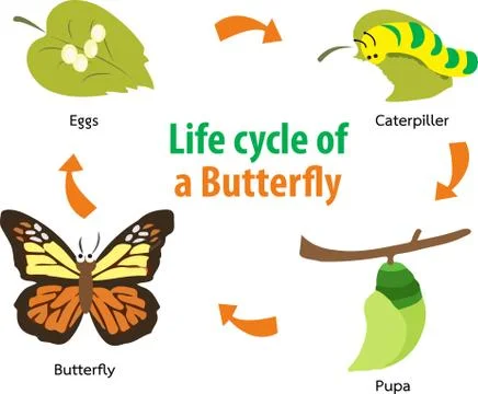 Butterfly LifeCycle Stock Illustration