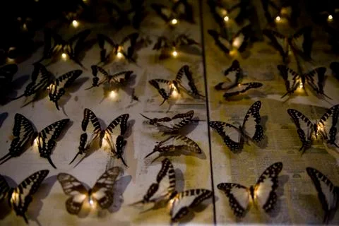 Butterfly with lights. Stock Photos