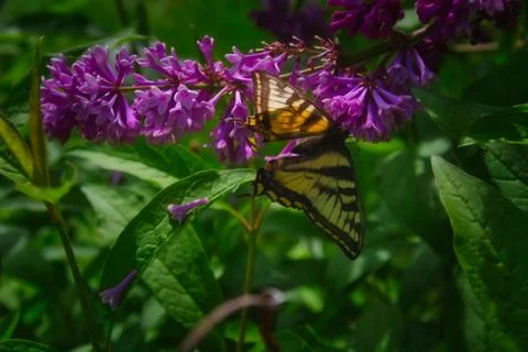 Butterfly on Lilac in Alaska Stock Photos