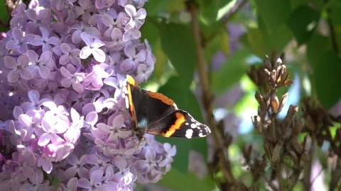 Butterfly on lilac flower Stock Footage 78058229