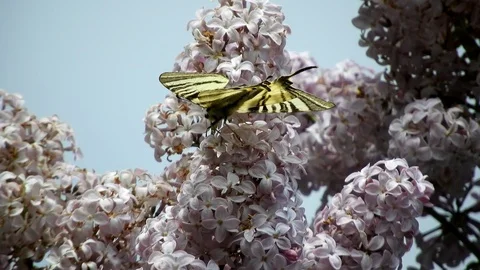 Butterfly on a lilac flower Stock Footage 89670931