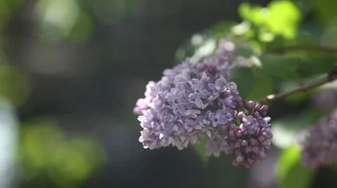 Butterfly on lilac flower in spring time. Stock Footage 48411792