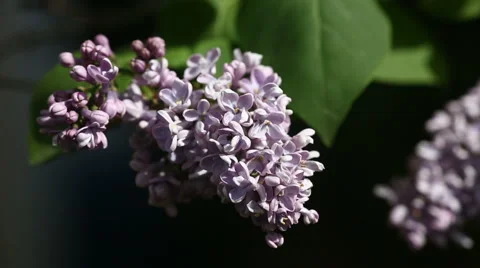 Butterfly on lilac flower in spring time. Stock Footage 48428514