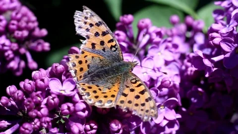 Butterfly on lilac flowers wings Stock Footage