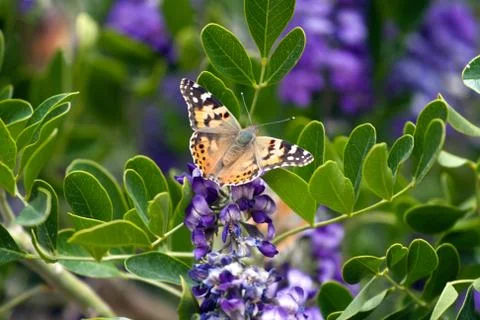 Butterfly on lilac Stock Photos