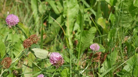 Butterfly limb Video stock 116654516