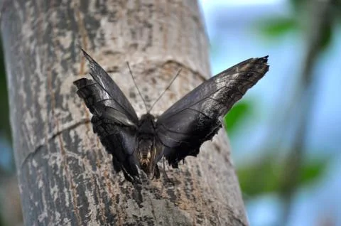 Butterfly on limb 写真素材