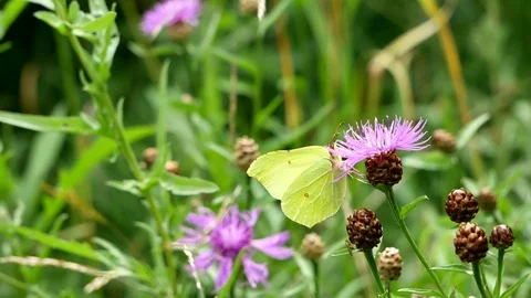 Butterfly of limonniyets Video stock 117335542
