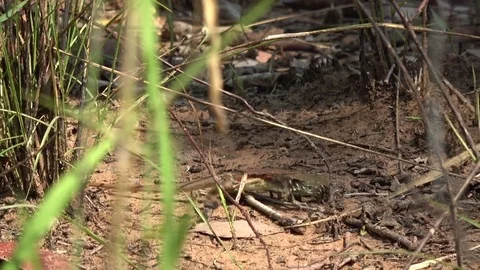 Butterfly Lizard, Cambodia Stock Footage 121542398