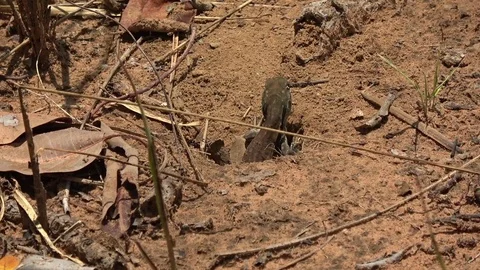 Butterfly Lizard, Cambodia Видео 121542562