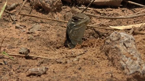Butterfly Lizard, Cambodia Vidéo 121542569
