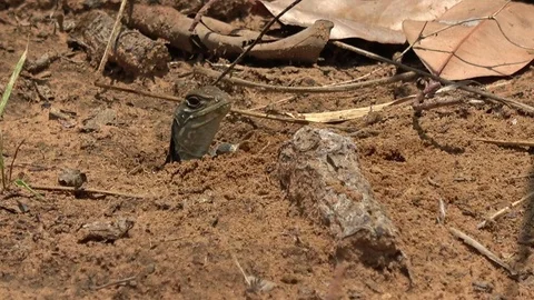 Butterfly Lizard, Cambodia Stock Footage 121542644