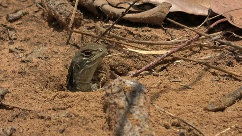 Butterfly Lizard, Cambodia Vídeos de archivo 121542671