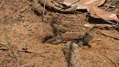 Butterfly Lizard, Cambodia Stock Footage 121542696