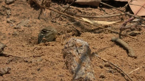 Butterfly Lizard, Cambodia Stock-Footage 121542726