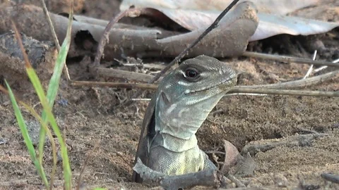 Butterfly Lizard, Cambodia Vídeos de archivo 121542727